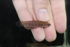 画像1: 【ウィンターセール10％オフ対象】【淡水魚】【通販】ワイルドベタ ルブラ BARUS【個体販売】 (1)