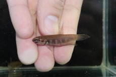 画像2: 【ウィンターセール10％オフ対象】【淡水魚】【通販】ワイルドベタ ルブラ BARUS【個体販売】 (2)