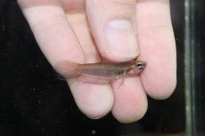 画像3: 【ウィンターセール10％オフ対象】【淡水魚】【通販】ワイルドベタ ルブラ BARUS【個体販売】 (3)