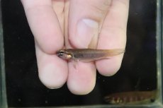 画像4: 【ウィンターセール10％オフ対象】【淡水魚】【通販】ワイルドベタ ルブラ BARUS【個体販売】 (4)