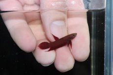 画像1: 【ウィンターセール10％オフ対象】【淡水魚】【通販】ワイルドベタ レッドアピアピ 【個体販売】 (1)