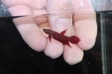 画像2: 【ウィンターセール10％オフ対象】【淡水魚】【通販】ワイルドベタ レッドアピアピ 【個体販売】 (2)