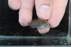 画像3: 【淡水魚】【通販】激安 No2 アピストグラマ cf サルピンクション カレイロ産【1ペア 個体販売】（アピストグラマ）（生体）（熱帯魚）NKAP (3)