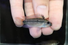 画像1: 【淡水魚】激安 No1 アピストグラマ ディアマンテ(エレムノピゲ) イタヤ産 ワイルド【1ペア 個体販売】（生体）（熱帯魚）NKAP (1)