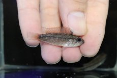 画像3: 【淡水魚】激安 No1 アピストグラマ ディアマンテ(エレムノピゲ) イタヤ産 ワイルド【1ペア 個体販売】（生体）（熱帯魚）NKAP (3)