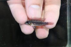 画像2: 【淡水魚】【通販】特価 No1 アピストグラマ エリザベサエ サンガブリエル産 ワイルド【1ペア 個体販売】（生体）（熱帯魚）NKAP (2)