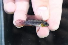 画像1: 【淡水魚】【通販】特価 No1 アピストグラマ エリザベサエ サンガブリエル産 ワイルド【1ペア 個体販売】（生体）（熱帯魚）NKAP (1)