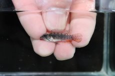 画像4: 【淡水魚】【通販】特価 No1 アピストグラマ エリザベサエ サンガブリエル産 ワイルド【1ペア 個体販売】（生体）（熱帯魚）NKAP (4)