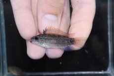 画像2: 【淡水魚】【通販】上物個体 アピストグラマ ディアマンテ イタヤ産 ワイルド【1ペア 個体販売】（アピストグラマ）（生体）（熱帯魚）NKAP (2)