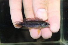 画像1: 【淡水魚】【通販】新産地 上物 No1 アピストグラマ アガシジィ ヤムンダ産 ワイルド【1ペア 個体販売】（生体）（熱帯魚）NKAP (1)