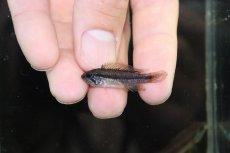 画像4: 【淡水魚】【通販】新産地 上物 No1 アピストグラマ アガシジィ ヤムンダ産 ワイルド【1ペア 個体販売】（生体）（熱帯魚）NKAP (4)