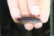 画像1: 【淡水魚】【通販】新産地 上物 No2 アピストグラマ アガシジィ ヤムンダ産 ワイルド【1ペア 個体販売】（生体）（熱帯魚）NKAP (1)