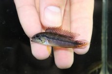 画像2: 【淡水魚】【通販】新産地 上物 No2 アピストグラマ アガシジィ ヤムンダ産 ワイルド【1ペア 個体販売】（生体）（熱帯魚）NKAP (2)