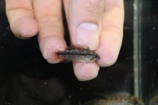 画像3: 【淡水魚】【通販】新産地 上物 No3 アピストグラマ アガシジィ ヤムンダ産 ワイルド【1ペア 個体販売】（生体）（熱帯魚）NKAP (3)