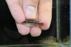 画像4: 【淡水魚】【通販】新産地 上物 No3 アピストグラマ アガシジィ ヤムンダ産 ワイルド【1ペア 個体販売】（生体）（熱帯魚）NKAP (4)