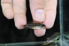 画像3: 【淡水魚】【通販】新産地 極上個体 No2 アピストグラマ アガシジィ タパウア産 ワイルド【1ペア 個体販売】（生体）（熱帯魚）NKAP (3)