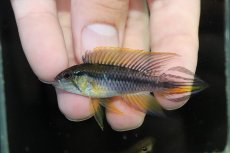 画像2: 【淡水魚】【通販】新産地 極上個体 No3 アピストグラマ アガシジィ タパウア産 ワイルド【1ペア 個体販売】（生体）（熱帯魚）NKAP (2)