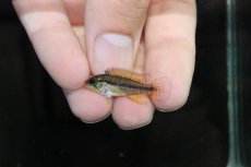 画像4: 【淡水魚】【通販】新産地 極上個体 No3 アピストグラマ アガシジィ タパウア産 ワイルド【1ペア 個体販売】（生体）（熱帯魚）NKAP (4)