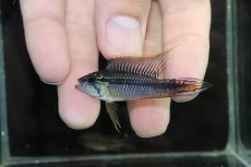 画像2: 【淡水魚】【通販】新産地 極上個体 No5 アピストグラマ アガシジィ タパウア産 ワイルド【1ペア 個体販売】（生体）（熱帯魚）NKAP (2)