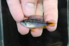 画像2: 【淡水魚】【通販】新産地 極上個体 No6 アピストグラマ アガシジィ タパウア産 ワイルド【1ペア 個体販売】（生体）（熱帯魚）NKAP (2)