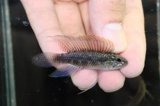 画像1: 【淡水魚】【通販】No1 アピストグラマ イリニダエ コロンビア産 ワイルド【1ペア 個体販売】（アピストグラマ）（生体）（熱帯魚）NKAP (1)