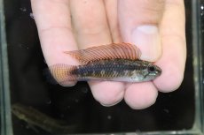 画像1: 【淡水魚】【通販】No2 アピストグラマ イリニダエ コロンビア産 ワイルド【1ペア 個体販売】（アピストグラマ）（生体）（熱帯魚）NKAP (1)