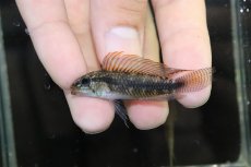 画像2: 【淡水魚】【通販】No2 アピストグラマ イリニダエ コロンビア産 ワイルド【1ペア 個体販売】（アピストグラマ）（生体）（熱帯魚）NKAP (2)