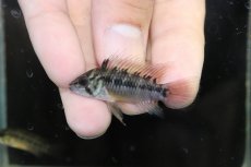 画像2: 【淡水魚】【通販】No1 アピストグラマ ホイグネイ コロンビア産 ワイルド【1ペア 個体販売】（アピストグラマ）（生体）（熱帯魚）NKAP (2)