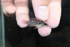 画像3: 【淡水魚】【通販】No1 アピストグラマ ホイグネイ コロンビア産 ワイルド【1ペア 個体販売】（アピストグラマ）（生体）（熱帯魚）NKAP (3)