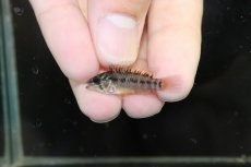 画像4: 【淡水魚】【通販】No1 アピストグラマ ホイグネイ コロンビア産 ワイルド【1ペア 個体販売】（アピストグラマ）（生体）（熱帯魚）NKAP (4)