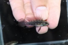 画像1: 【淡水魚】【通販】特価 No1 アピストグラマ エリザベサエ サンガブリエル産 ワイルド【1ペア 個体販売】（生体）（熱帯魚）NKAP (1)