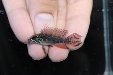 画像2: 【淡水魚】【通販】特価 No1 アピストグラマ エリザベサエ サンガブリエル産 ワイルド【1ペア 個体販売】（生体）（熱帯魚）NKAP (2)