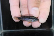 画像1: 【淡水魚】【通販】No1 大特価 アピストグラマ アガシジィ テフェ産 ワイルド【1ペア 個体販売】（アピストグラマ）（生体）（熱帯魚）NKAP (1)