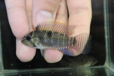 画像2: 【淡水魚】【通販】No1 アピストグラマ sp ウルク リオウルク産 ワイルド【1ペア 個体販売】（アピストグラマ）（生体）（熱帯魚）NKAP (2)