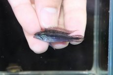 画像2: 【淡水魚】【通販】No2 アピストグラマ アガシジィ コロンビア産 ワイルド【1ペア 個体販売】（アピストグラマ）（生体）（熱帯魚）NKAP (2)