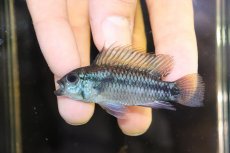 画像2: 【淡水魚】【通販】No1 アピストグラマ sp バルサプエルト ペルー産 ワイルド【１ペア 個体販売】(アピストグラマ)(生体)(熱帯魚)NKAP (2)