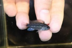 画像1: 【淡水魚】【通販】No4 アピストグラマ sp バルサプエルト ペルー産 ワイルド【１ペア 個体販売】(アピストグラマ)(生体)(熱帯魚)NKAP (1)