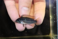 画像4: 【淡水魚】【通販】No4 アピストグラマ sp バルサプエルト ペルー産 ワイルド【１ペア 個体販売】(アピストグラマ)(生体)(熱帯魚)NKAP (4)