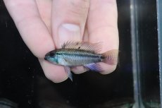 画像2: 【淡水魚】【通販】No2 アピストグラマ sp バルサプエルト ペルー産 ワイルド【1ペア 個体販売】(アピストグラマ)（生体）(熱帯魚)NKAP (2)