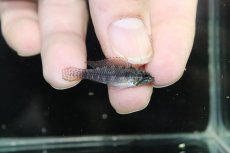 画像1: 【淡水魚】【通販】No1 アピストグラマ エリザベサエ サンガブリエル産 ワイルド【1ペア 個体販売】(アピストグラマ)(生体)(熱帯魚)NKAP (1)