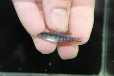 画像2: 【淡水魚】【通販】No1 アピストグラマ エリザベサエ サンガブリエル産 ワイルド【1ペア 個体販売】(アピストグラマ)(生体)(熱帯魚)NKAP (2)