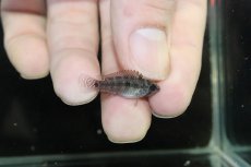 画像3: 【淡水魚】【通販】No1 アピストグラマ エリザベサエ サンガブリエル産 ワイルド【1ペア 個体販売】(アピストグラマ)(生体)(熱帯魚)NKAP (3)