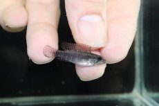 画像1: 【淡水魚】【通販】No2 アピストグラマ エリザベサエ サンガブリエル産 ワイルド【1ペア 個体販売】(アピストグラマ)(生体)(熱帯魚)NKAP (1)