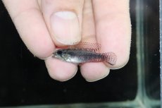 画像2: 【淡水魚】【通販】No2 アピストグラマ エリザベサエ サンガブリエル産 ワイルド【1ペア 個体販売】(アピストグラマ)(生体)(熱帯魚)NKAP (2)