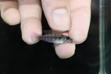 画像3: 【淡水魚】【通販】No2 アピストグラマ エリザベサエ サンガブリエル産 ワイルド【1ペア 個体販売】(アピストグラマ)(生体)(熱帯魚)NKAP (3)