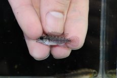 画像4: 【淡水魚】【通販】アピストグラマ エリザベサエ イサナ産 ワイルド【1ペア 個体販売】(アピストグラマ)(生体)(熱帯魚)NKAP (4)