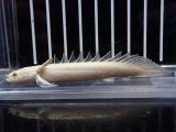 ウィンターセール10％オフ対象】【淡水魚】【通販】激レア 完品 プラチナ セミショートボディ ポリプテルス  デビルケリー【個体販売】(±8cm)（大型魚（生体）（熱帯魚）NKO - ペットバルーン ネットショップ