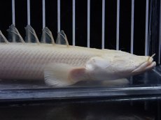 画像2: 【淡水魚】【通販】大特価 No1 プラチナ ポリプテルス デビルケリー【個体販売】(±21cm)（大型魚）（生体）（熱帯魚）NKO (2)