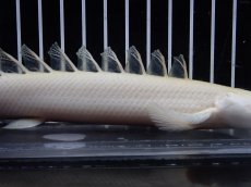 画像3: 【淡水魚】【通販】大特価 No1 プラチナ ポリプテルス デビルケリー【個体販売】(±21cm)（大型魚）（生体）（熱帯魚）NKO (3)