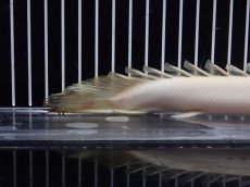 画像4: 【淡水魚】【通販】大特価 No1 プラチナ ポリプテルス デビルケリー【個体販売】(±21cm)（大型魚）（生体）（熱帯魚）NKO (4)